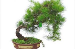 蓬莱松