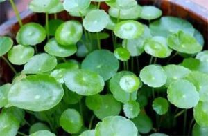 铜钱草