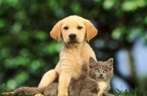 养猫好还是养狗好