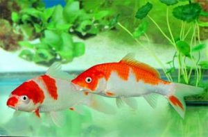 家里养鱼的风水知识|李易谦